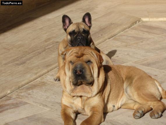 La foto del perro