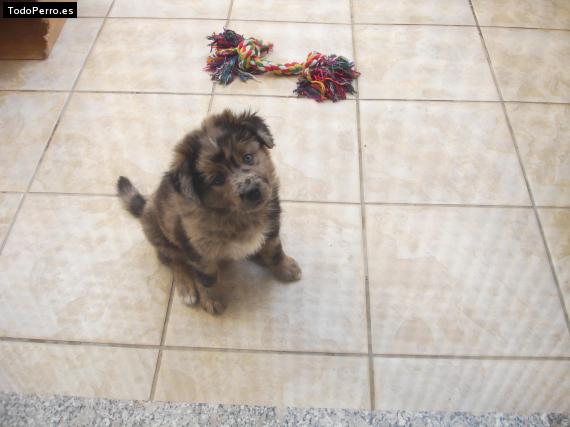 Foto del perro Ira