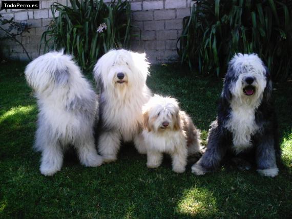 La foto del perro Koda Foto del perro Koda