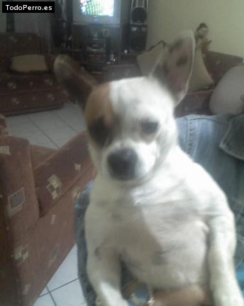 Foto del perro Chigu