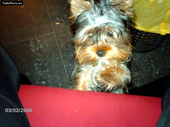 La foto del perro Cora Foto del perro Cora