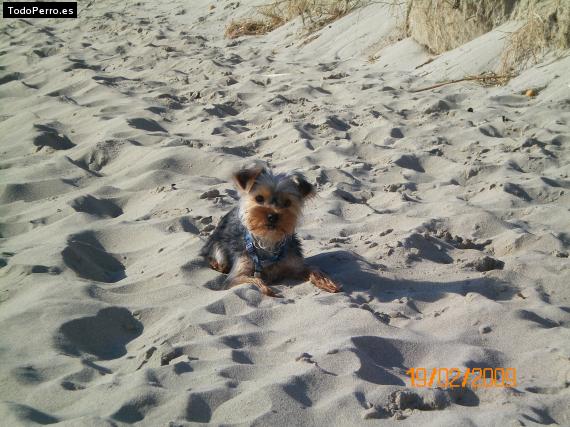 La foto del perro Leo Foto del perro Leo