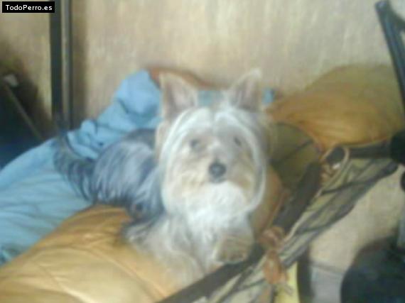 La foto del perro Rock-o Foto del perro Rock-o