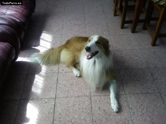 Foto del perro Horus