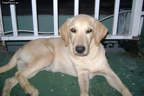Foto del perro Tasha