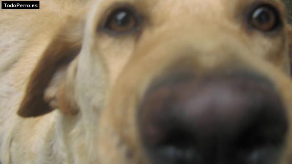 Foto del perro Paola