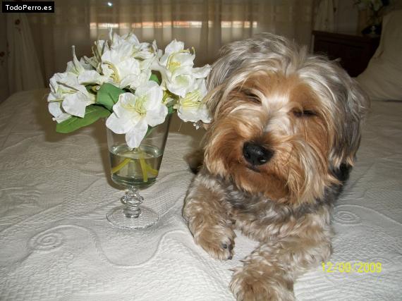 La foto del perro Elfo Foto del perro Elfo