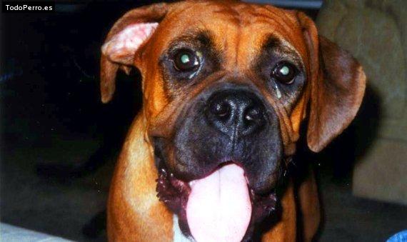 La foto del perro Ginebra Foto del perro Ginebra