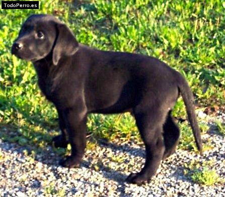 La foto del perro Grito Foto del perro Grito