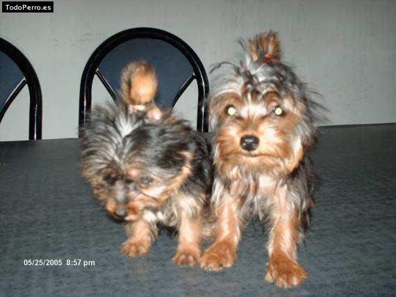 La foto del perro Ihara y ciro Foto del perro Ihara y ciro