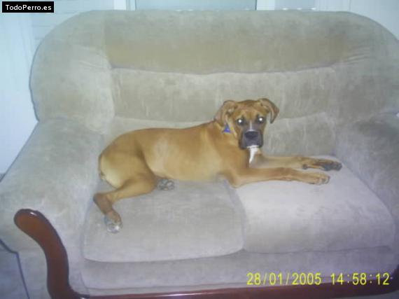 Foto del perro Roman