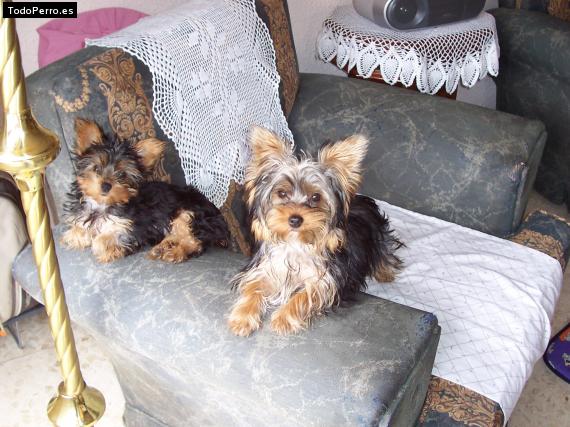 La foto del perro Pepa e iris Foto del perro Pepa e iris