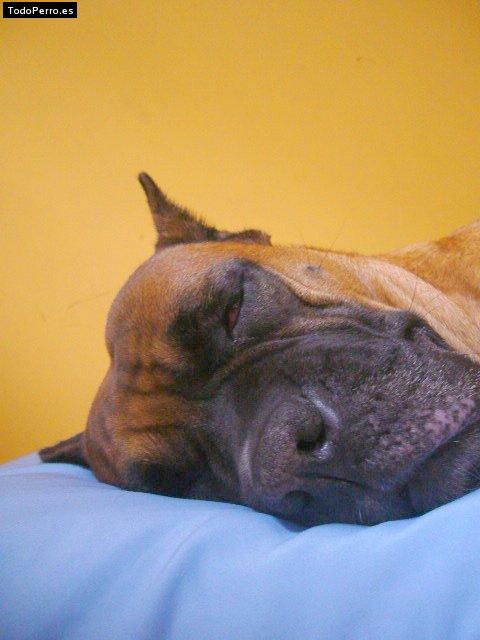 Foto del perro Nala