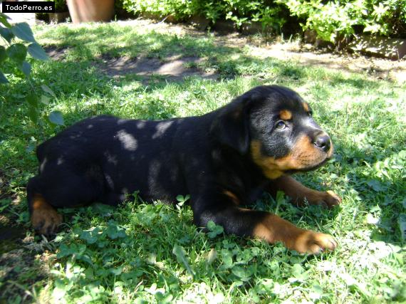 Foto del perro Froilán