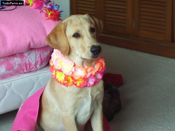 Foto del perro Lyla