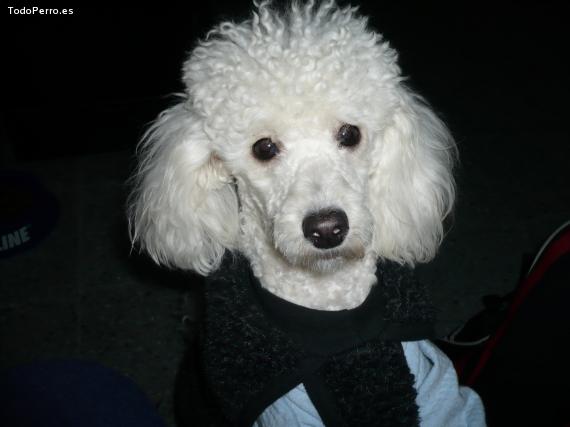 Foto del perro Luna