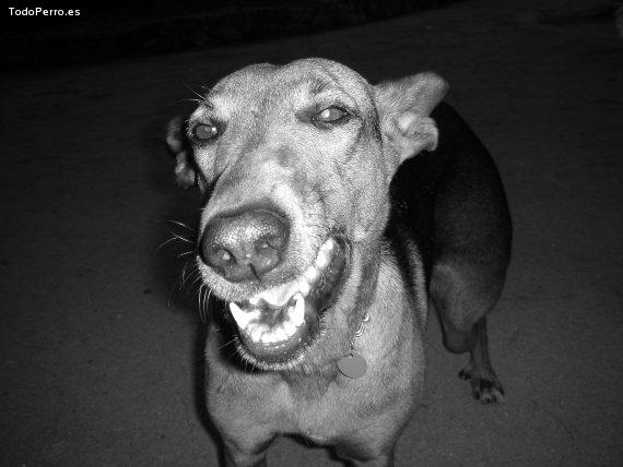 La foto del perro