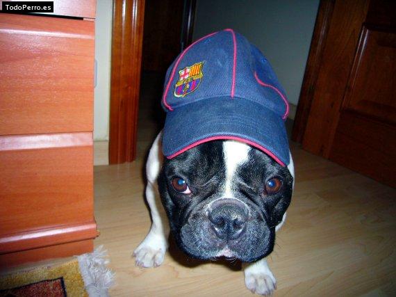 La foto del perro Golum Foto del perro Golum