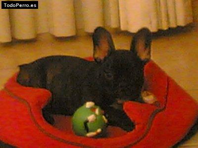 La foto del perro Gordi Foto del perro Gordi