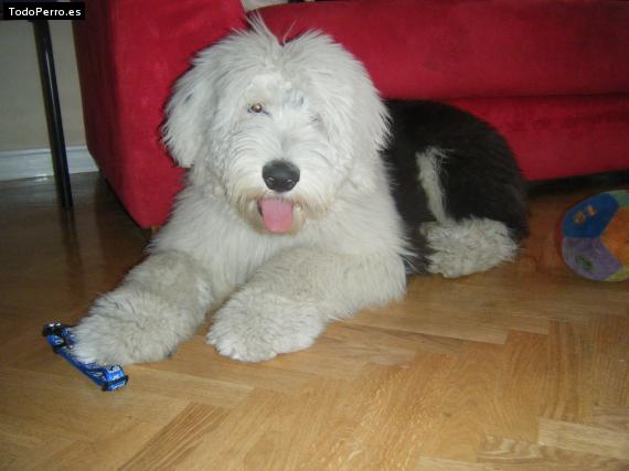 La foto del perro Parko Foto del perro Parko