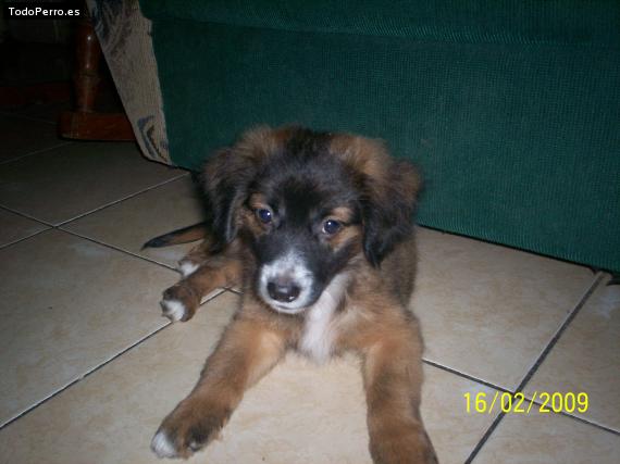 Foto del perro Rocko