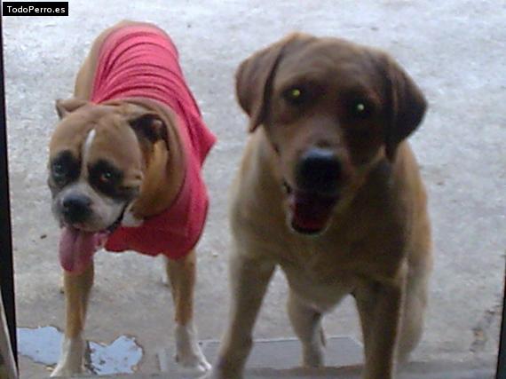 Foto del perro Rocko