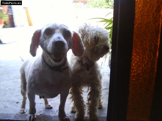 Foto del perro Rayita