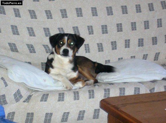 La foto del perro Cartucho Foto del perro Cartucho