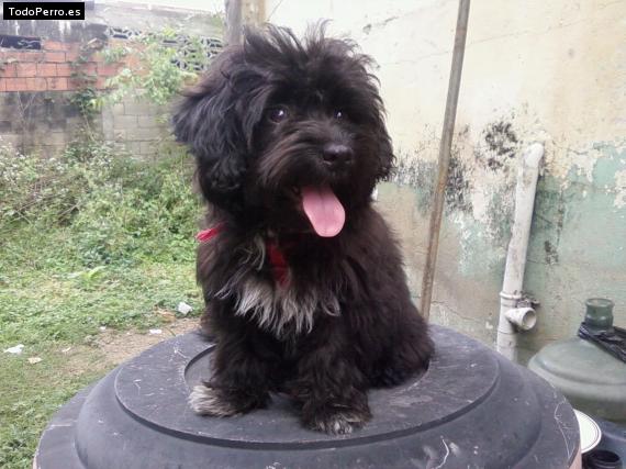 Foto del perro Cucha