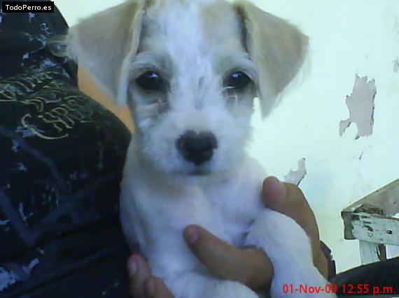 Foto del perro Cachito