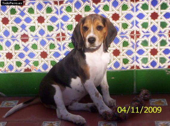 La foto del perro