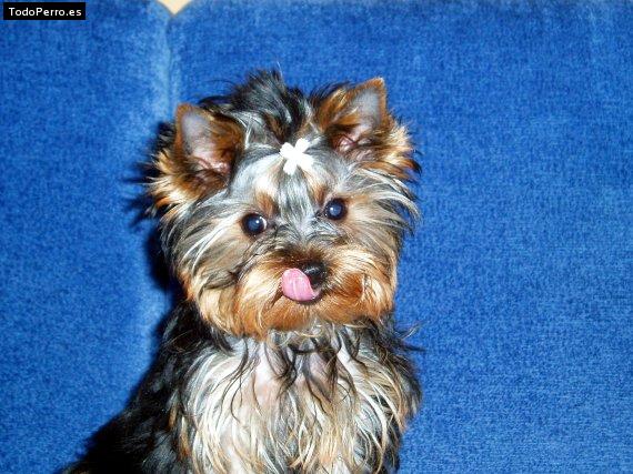 La foto del perro Wendy Foto del perro Wendy