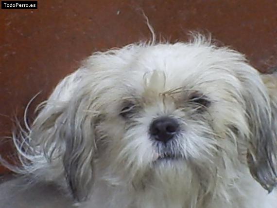 Foto del perro Coby