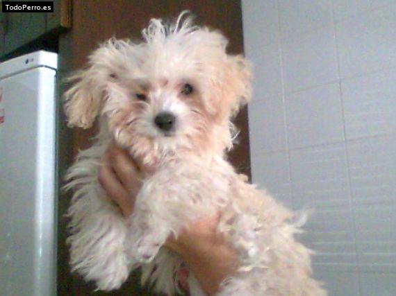 La foto del perro Rubi Foto del perro Rubi