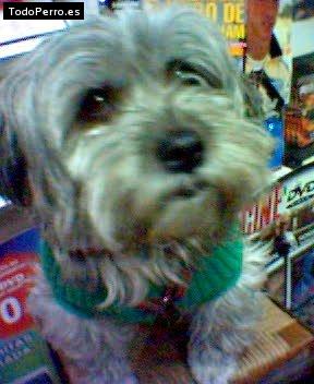 Foto del perro Wendy