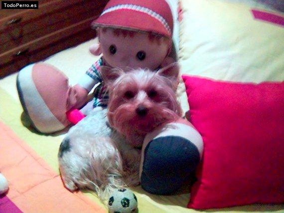 La foto del perro Uno Foto del perro Uno