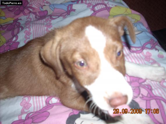 Foto del perro Terry