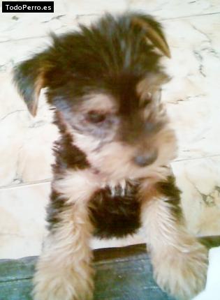 Foto del perro Titi