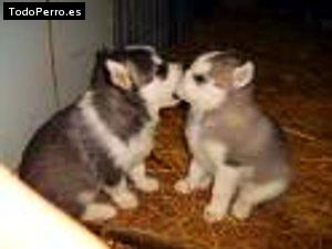 La foto del perro Grey y snow Foto del perro Grey y snow