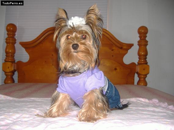 La foto del perro