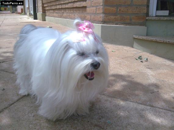 La foto del perro