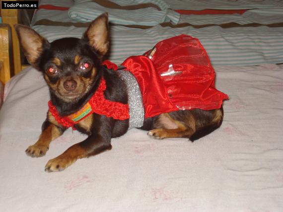 Foto del perro Luna