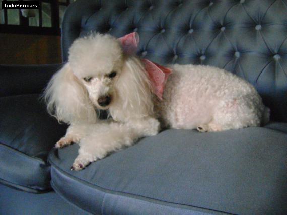 Foto del perro Clarita
