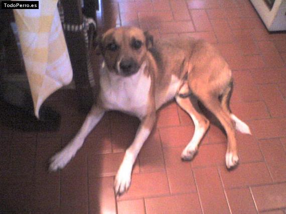 Foto del perro Simba