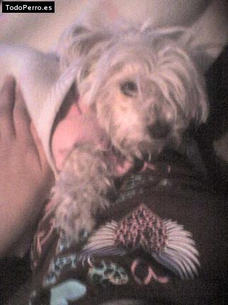 Foto del perro Cookis