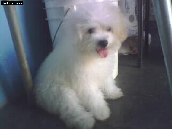Foto del perro Cristal