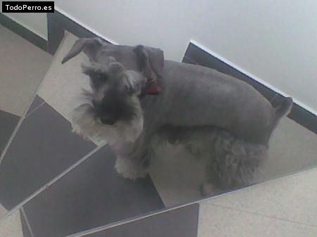 Foto del perro Tao