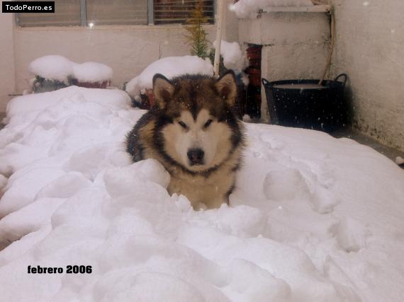 La foto del perro