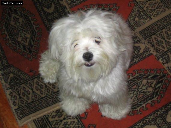Foto del perro Eban