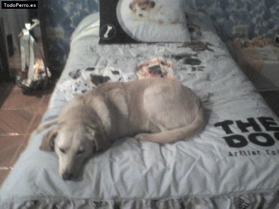 La foto del perro